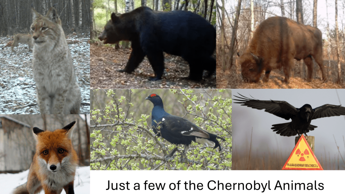 The Animals of&nbsp;Chernobyl