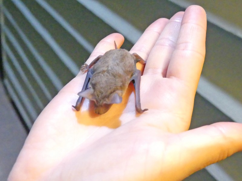 Meet Cecil Our Much Loved&nbsp;Microbat