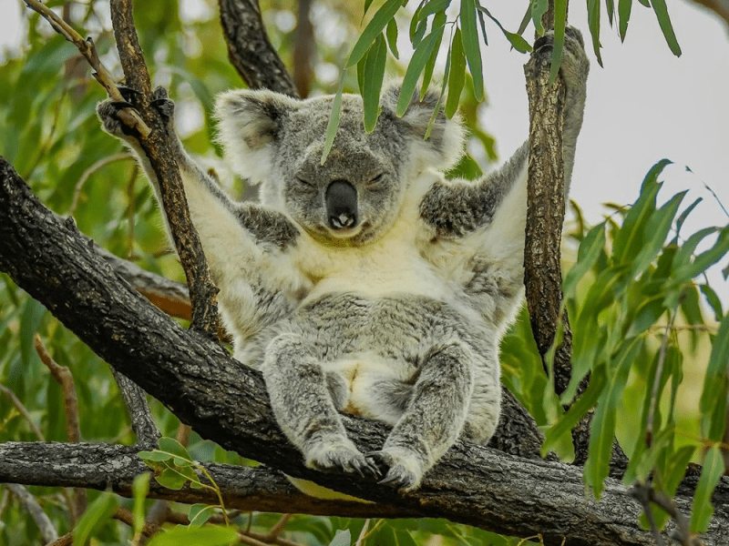 This Area Should Be a Koala National&nbsp;Park