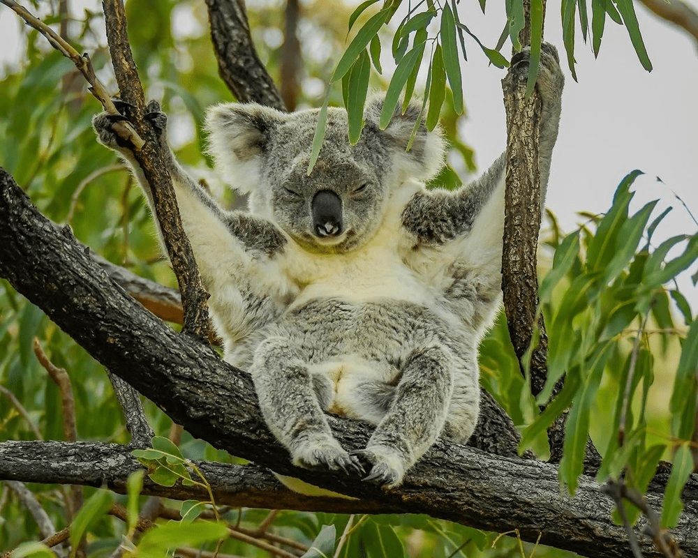 This Area Should Be a Koala National&nbsp;Park