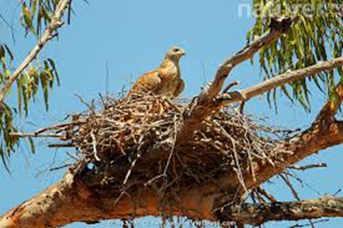 Concerns Raised About Wind Turbine Infrasound and Bird&nbsp;Eggs