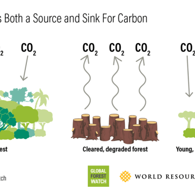 Are Forests Becoming Carbon Sources Rather Than Carbon&nbsp;Sinks?