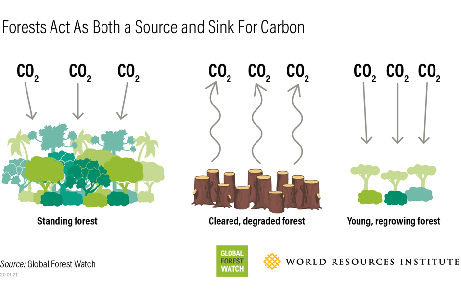 Are Forests Becoming Carbon Sources Rather Than Carbon&nbsp;Sinks?